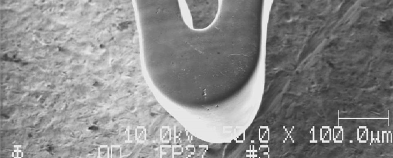 Microscopy & morphology Banner